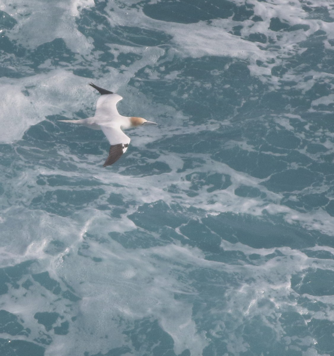 Northern Gannet - ML645677807