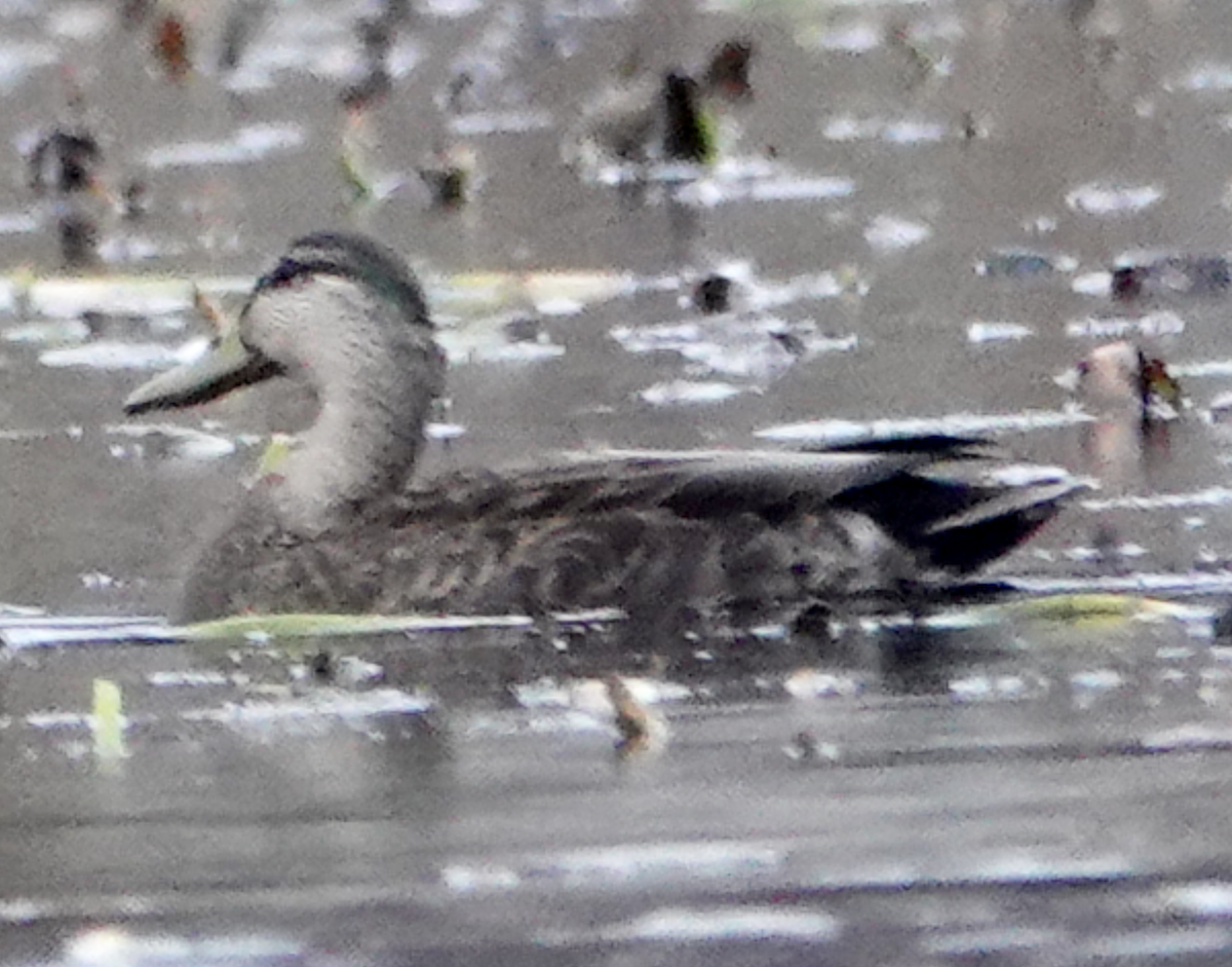 American Black Duck - ML645677810
