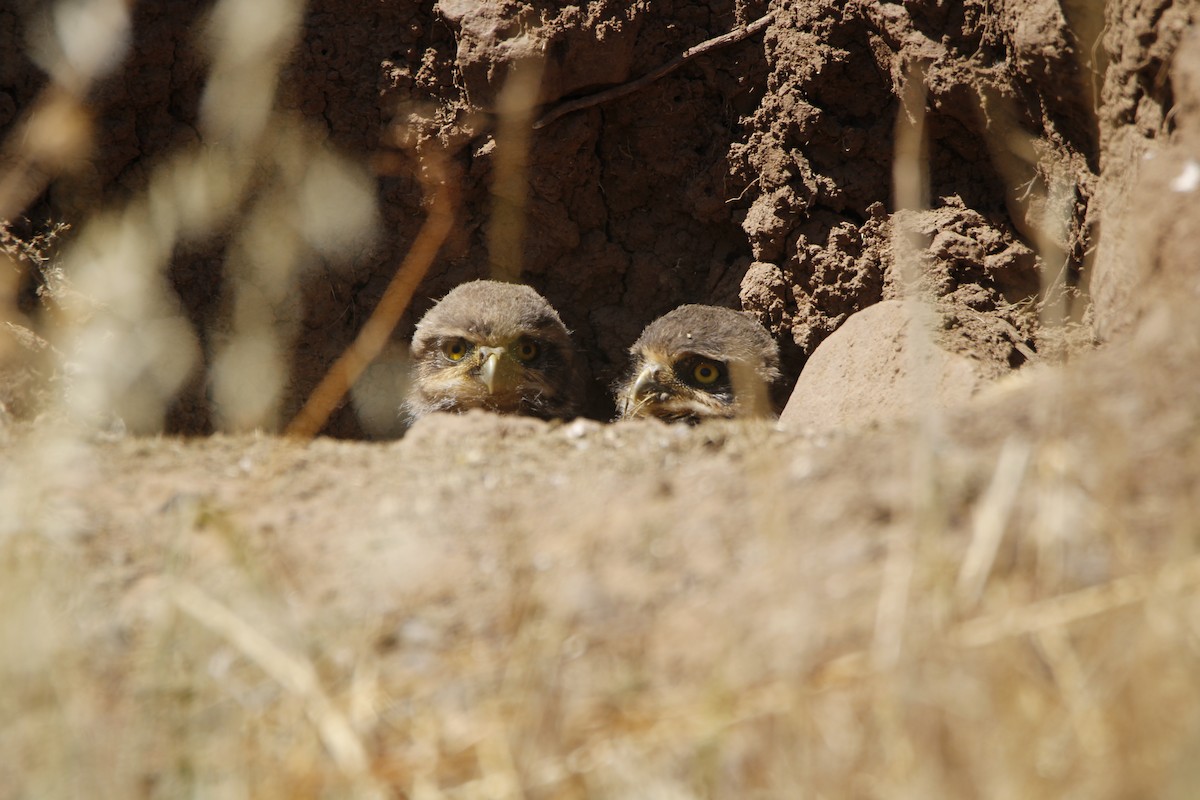 Burrowing Owl - ML645677822