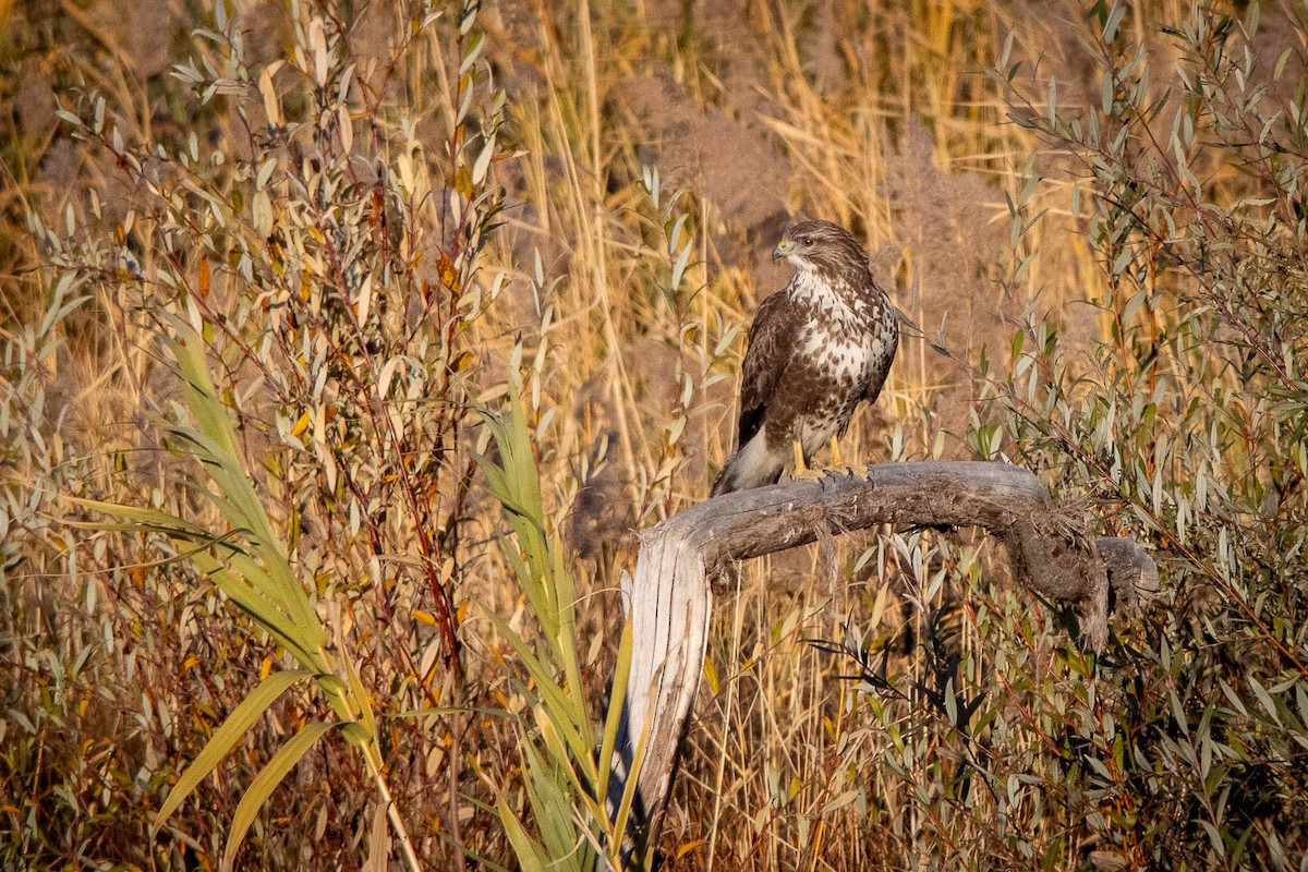 Common Buzzard - ML645677824