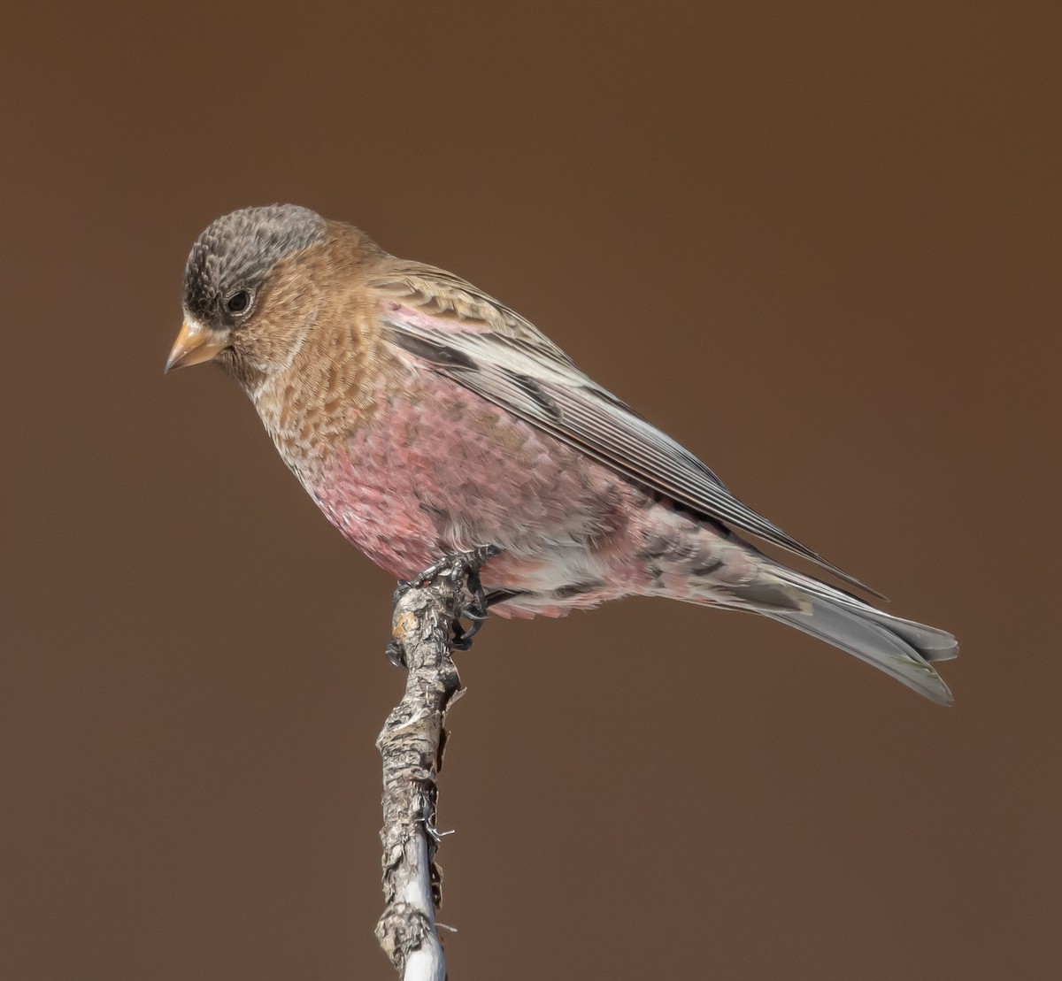 pěnkavice coloradská - ML645677832