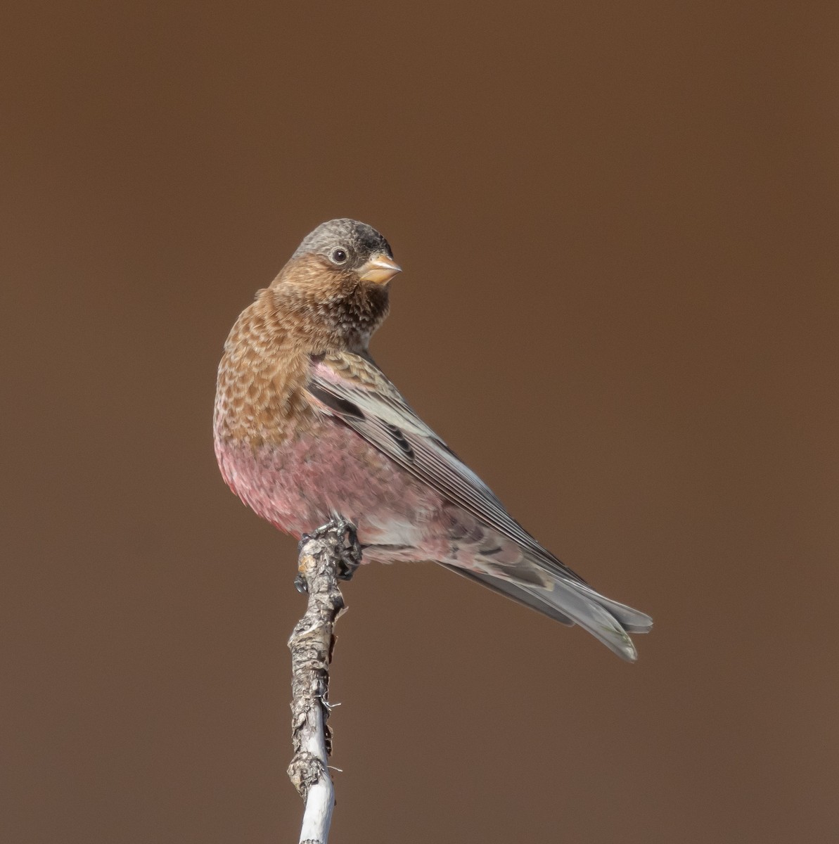 pěnkavice coloradská - ML645677833