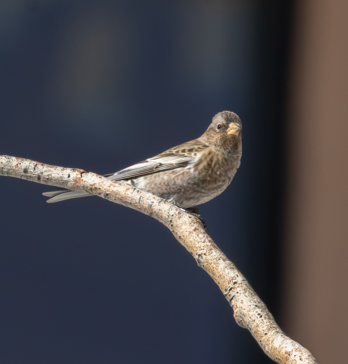 pěnkavice coloradská - ML645677834