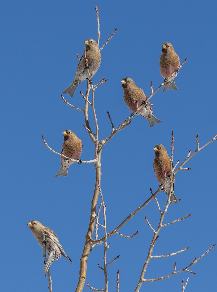 pěnkavice coloradská - ML645677835