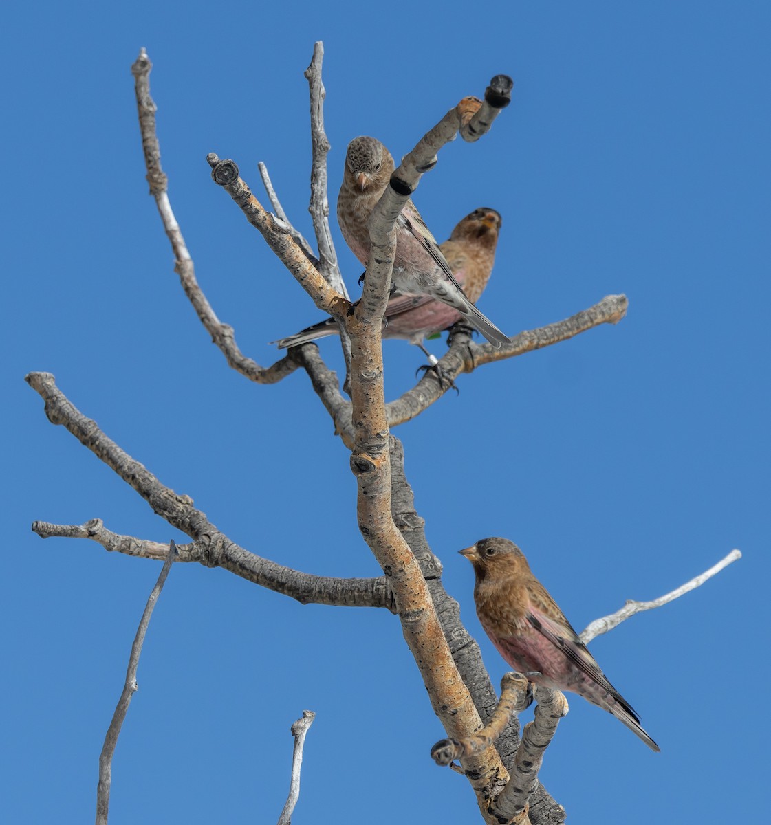 pěnkavice coloradská - ML645677836