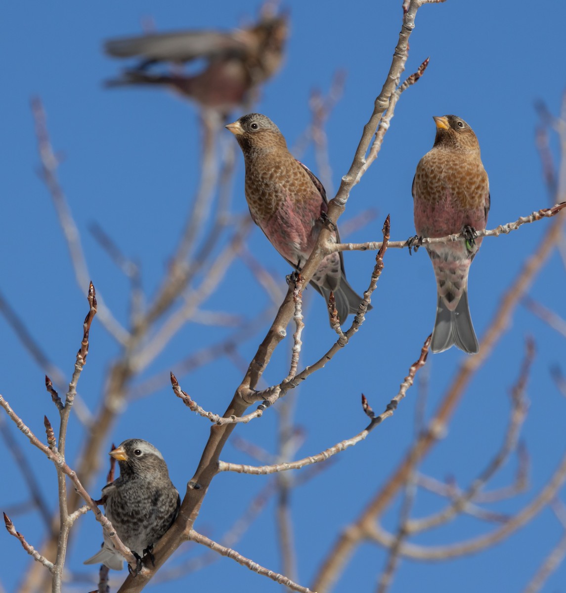 pěnkavice coloradská - ML645677837