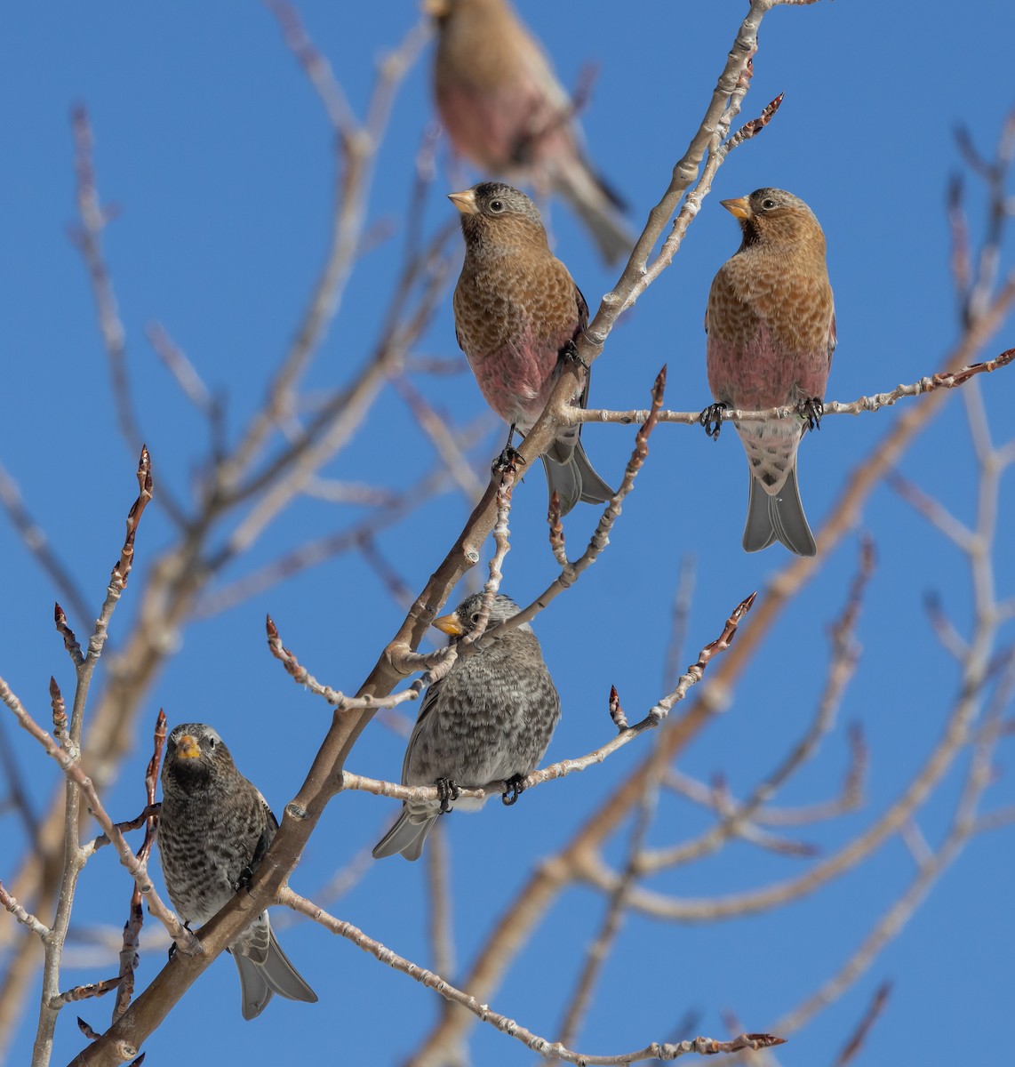 pěnkavice coloradská - ML645677838