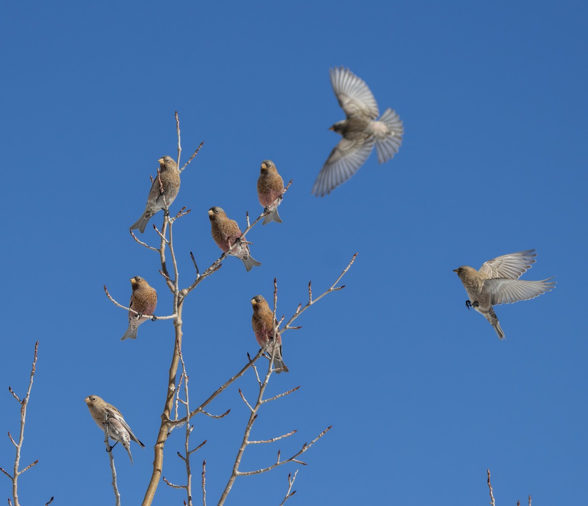 pěnkavice coloradská - ML645677839