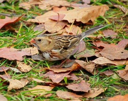 Harris's Sparrow - ML645677862