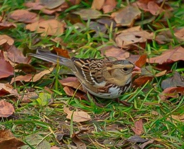 Harris's Sparrow - ML645677864
