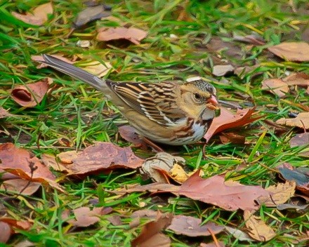 Harris's Sparrow - ML645677865