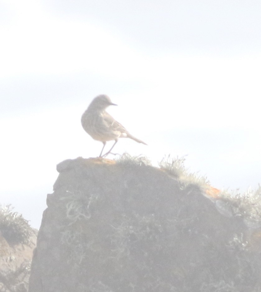Rock Pipit - ML645677867