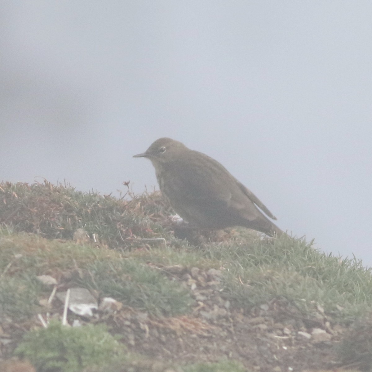 Rock Pipit - ML645677868
