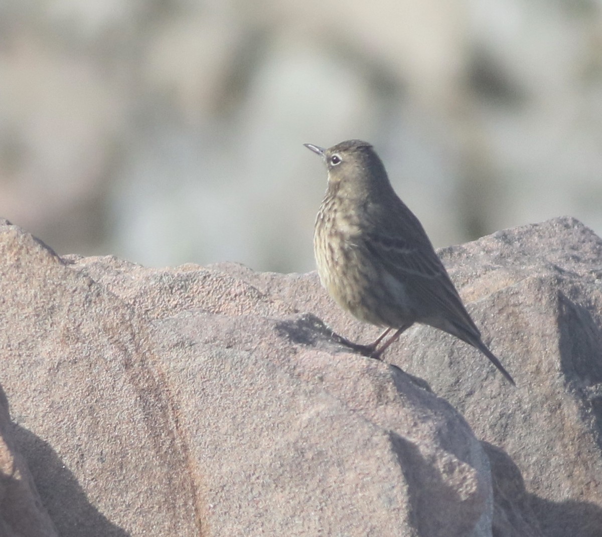 Rock Pipit - ML645677869