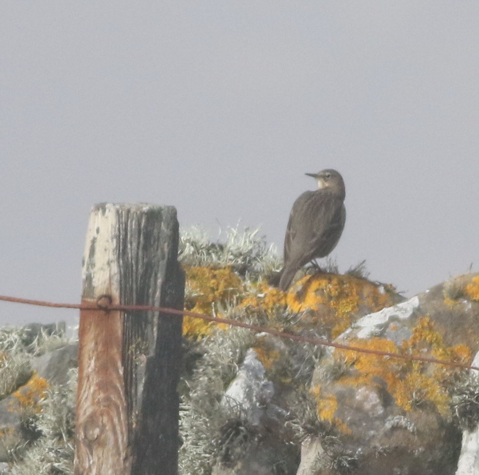 Rock Pipit - ML645677870