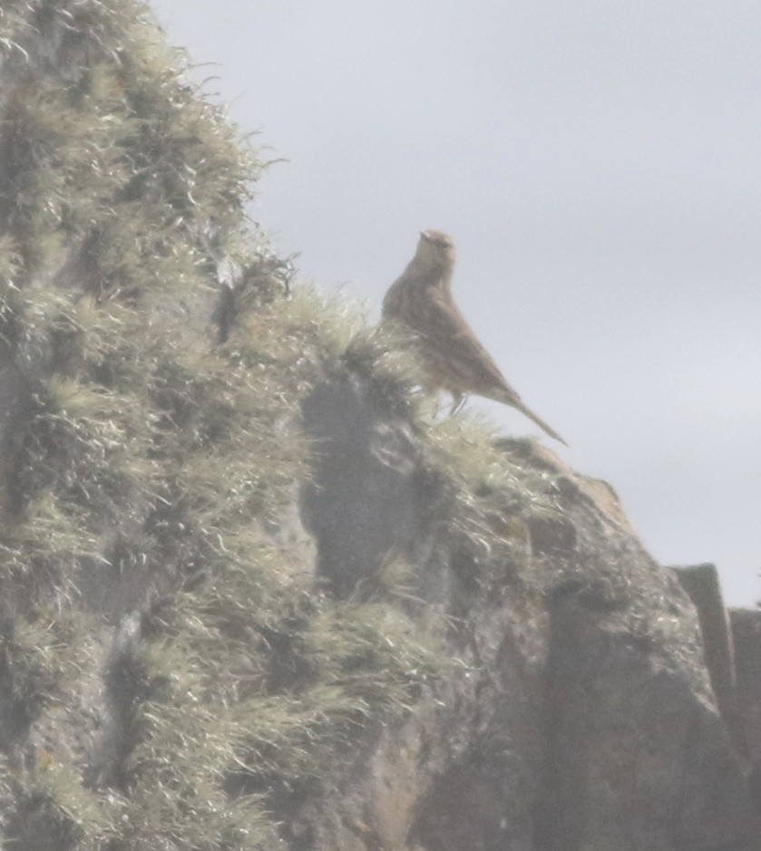 Rock Pipit - ML645677871