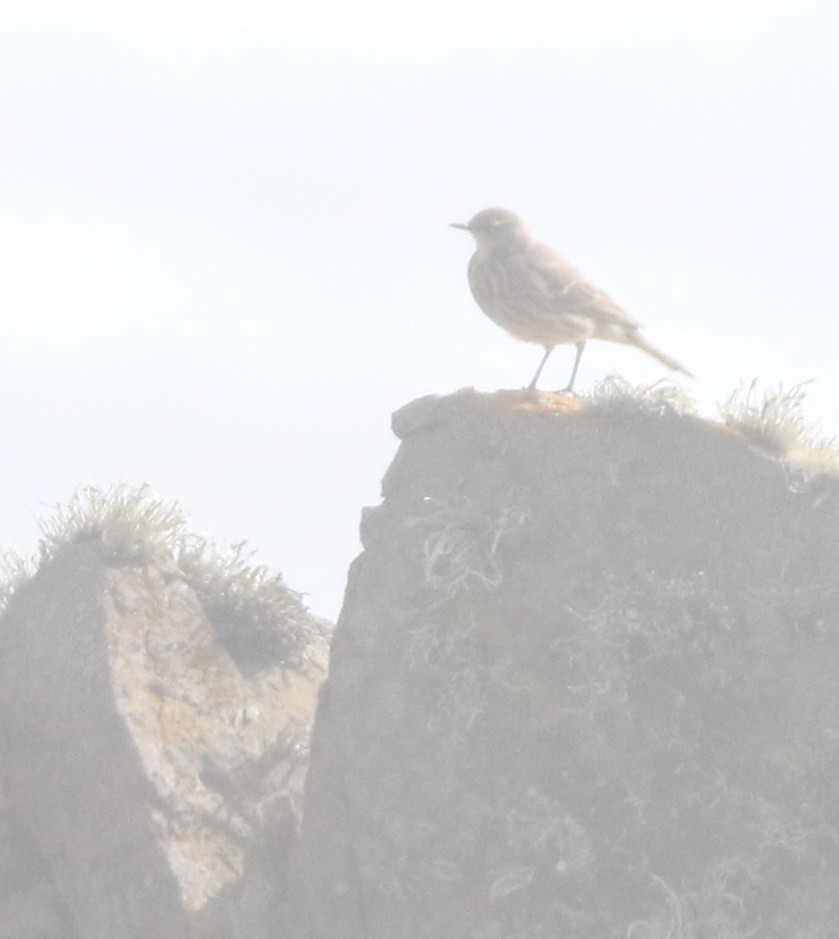 Rock Pipit - ML645677872