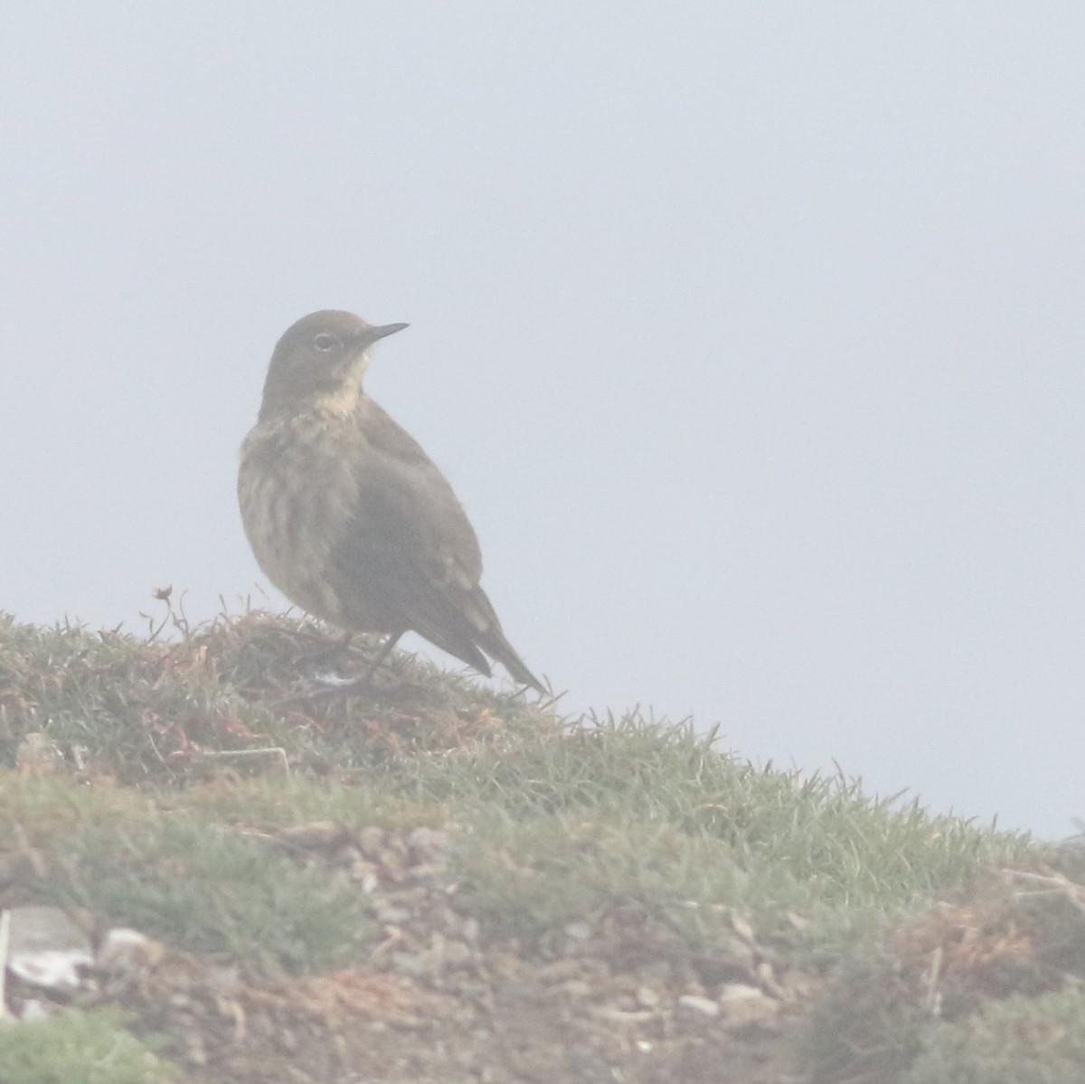 Rock Pipit - ML645677873