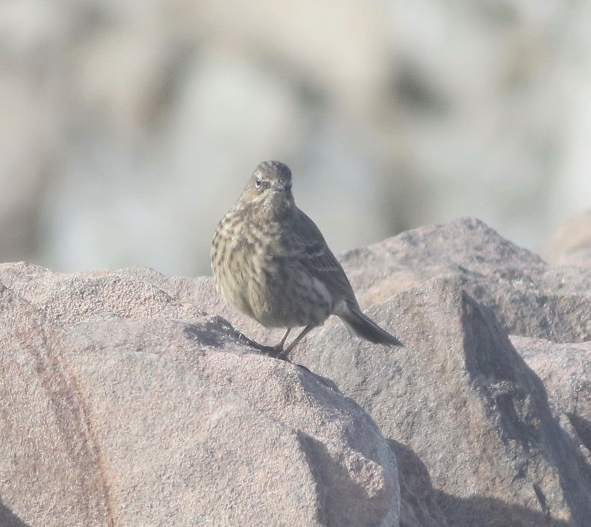 Rock Pipit - ML645677874