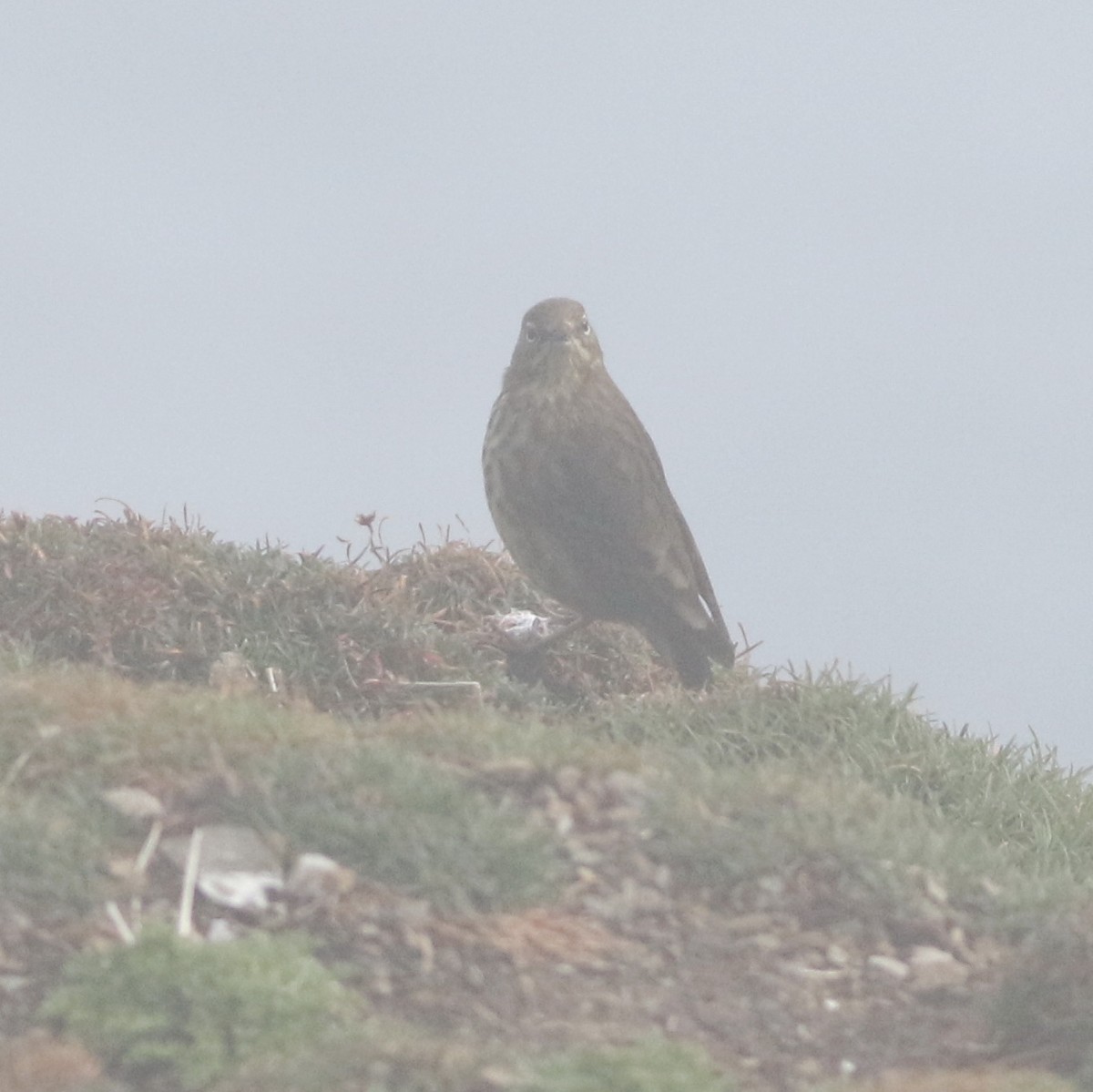 Rock Pipit - ML645677875
