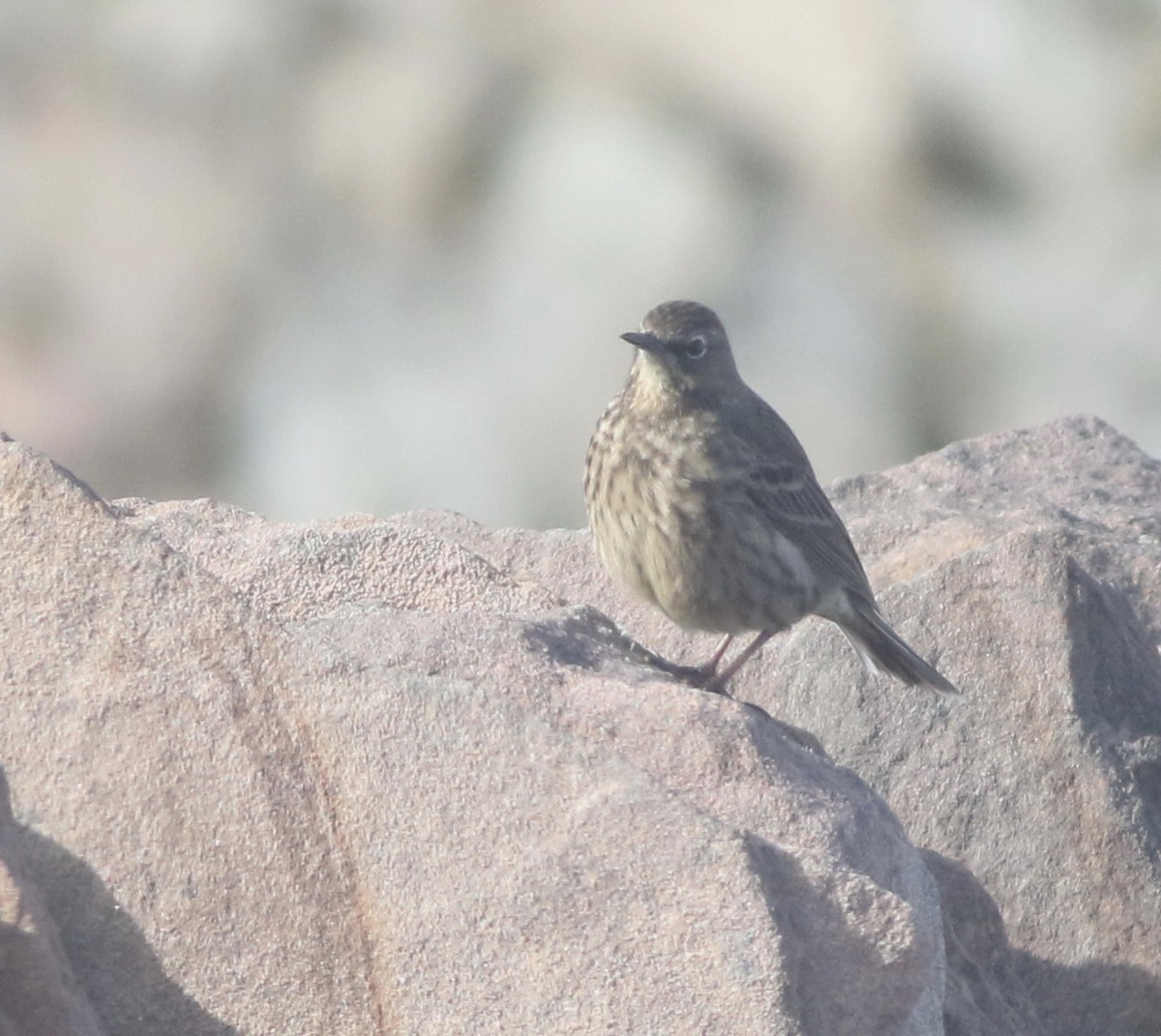 Rock Pipit - ML645677876