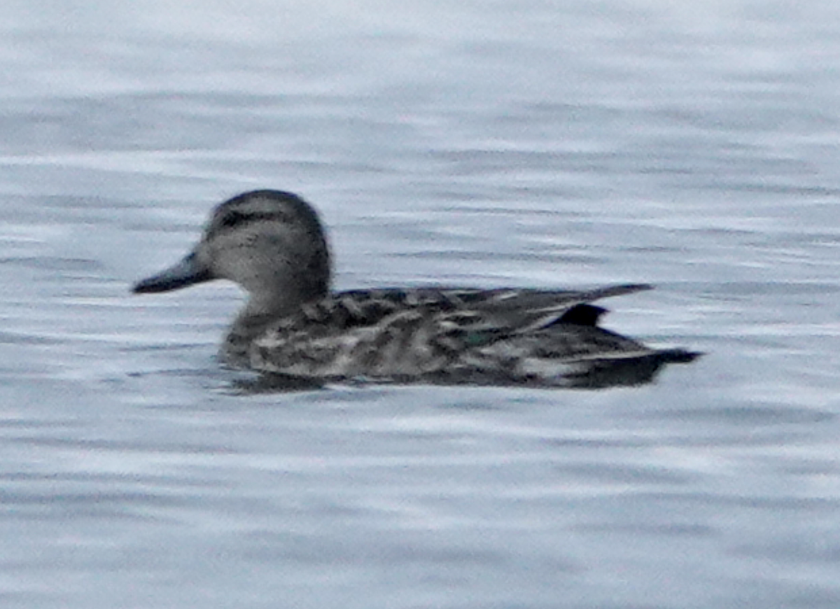 Green-winged Teal - ML645677878