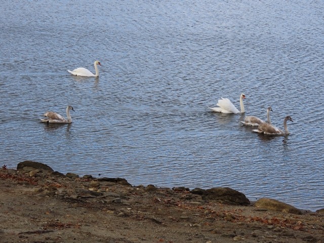 labuť velká - ML645677880