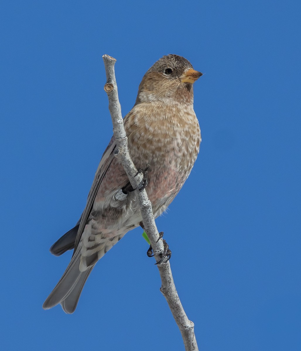 pěnkavice coloradská - ML645677883