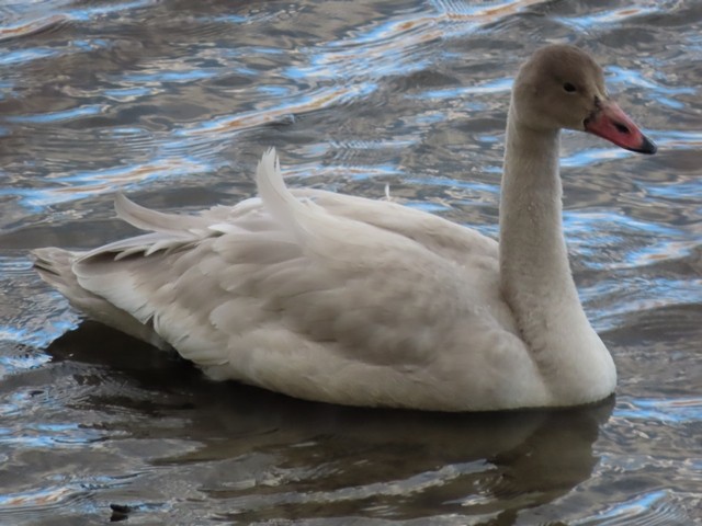 labuť malá - ML645677891