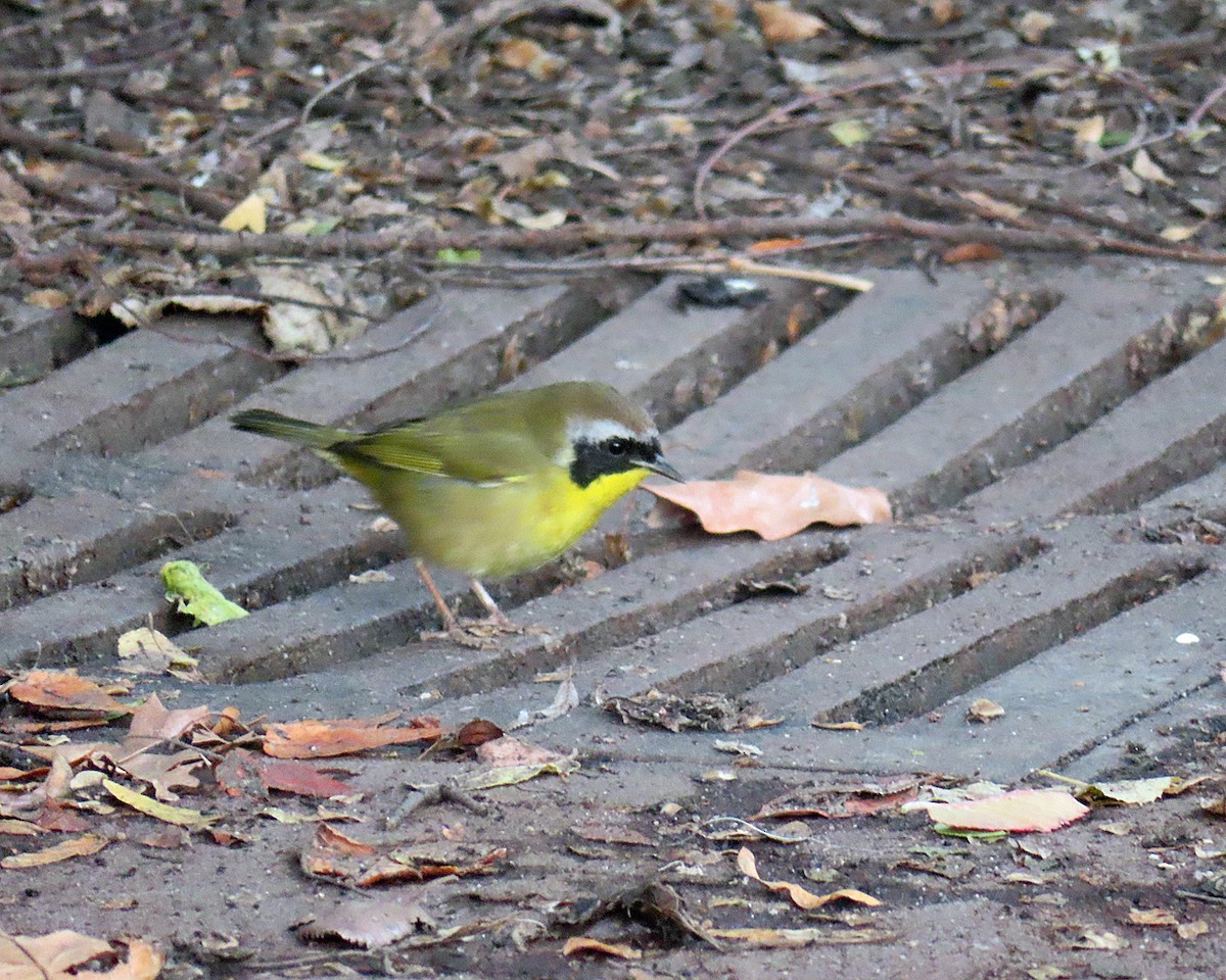 Common Yellowthroat - ML645677895