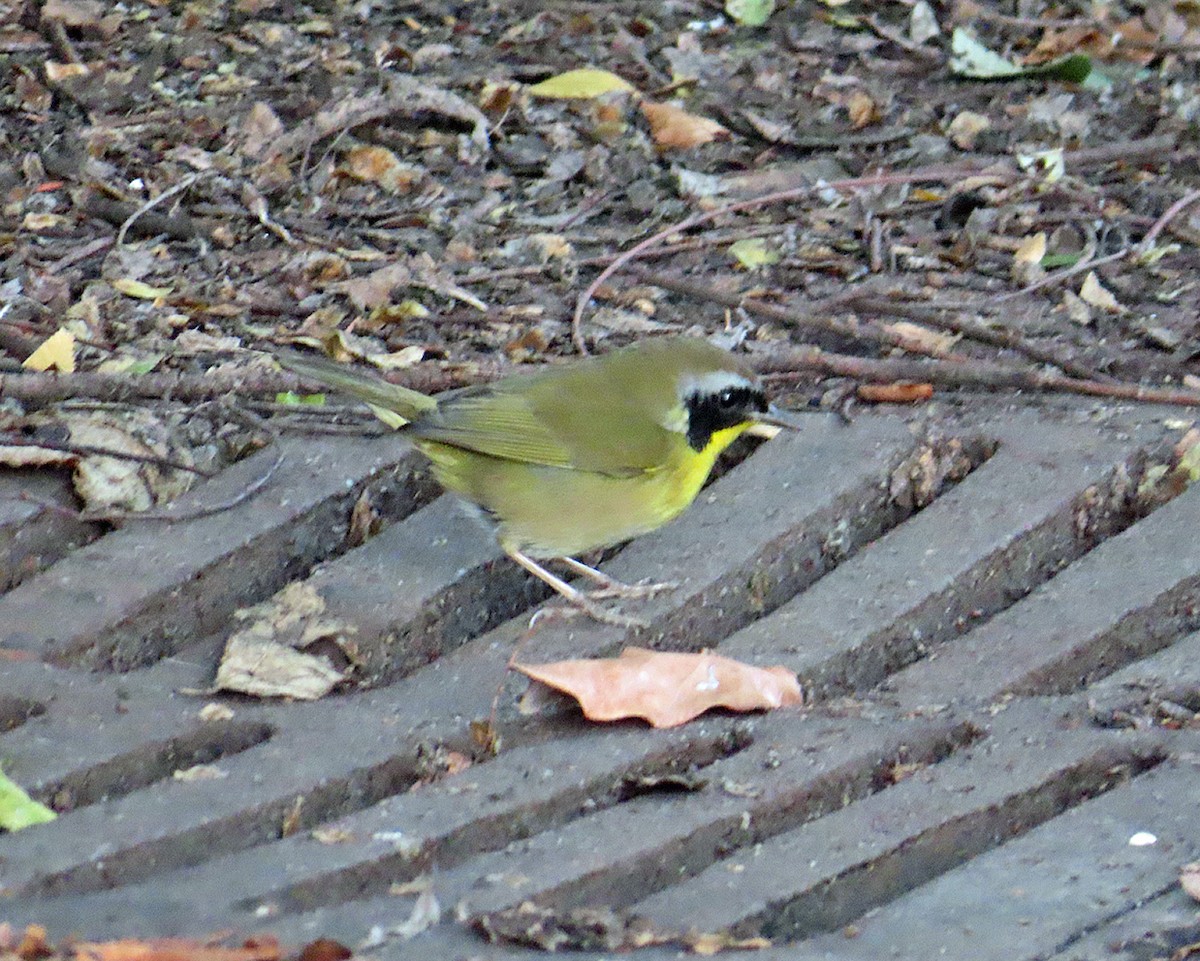 Common Yellowthroat - ML645677896