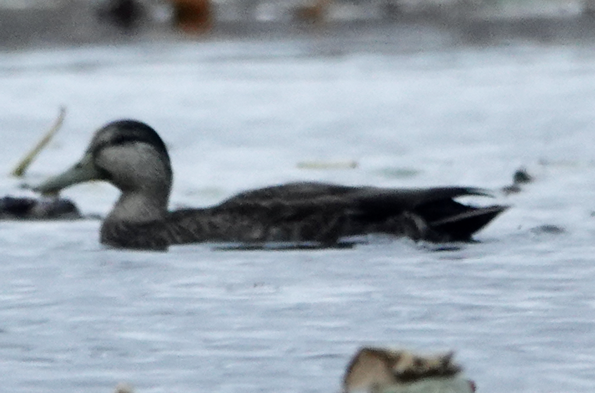 American Black Duck - ML645677898