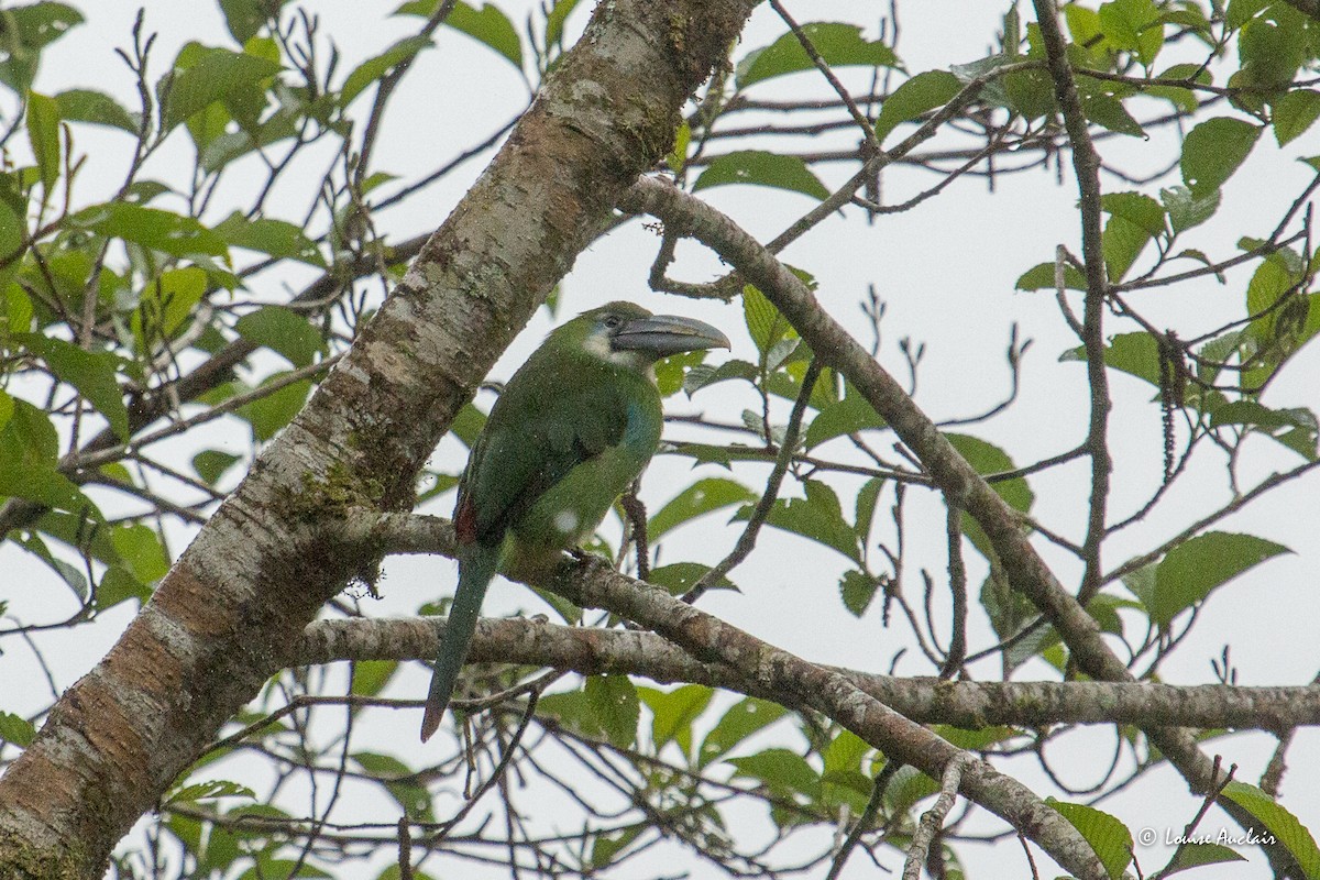 Blue-banded Toucanet - ML645677899