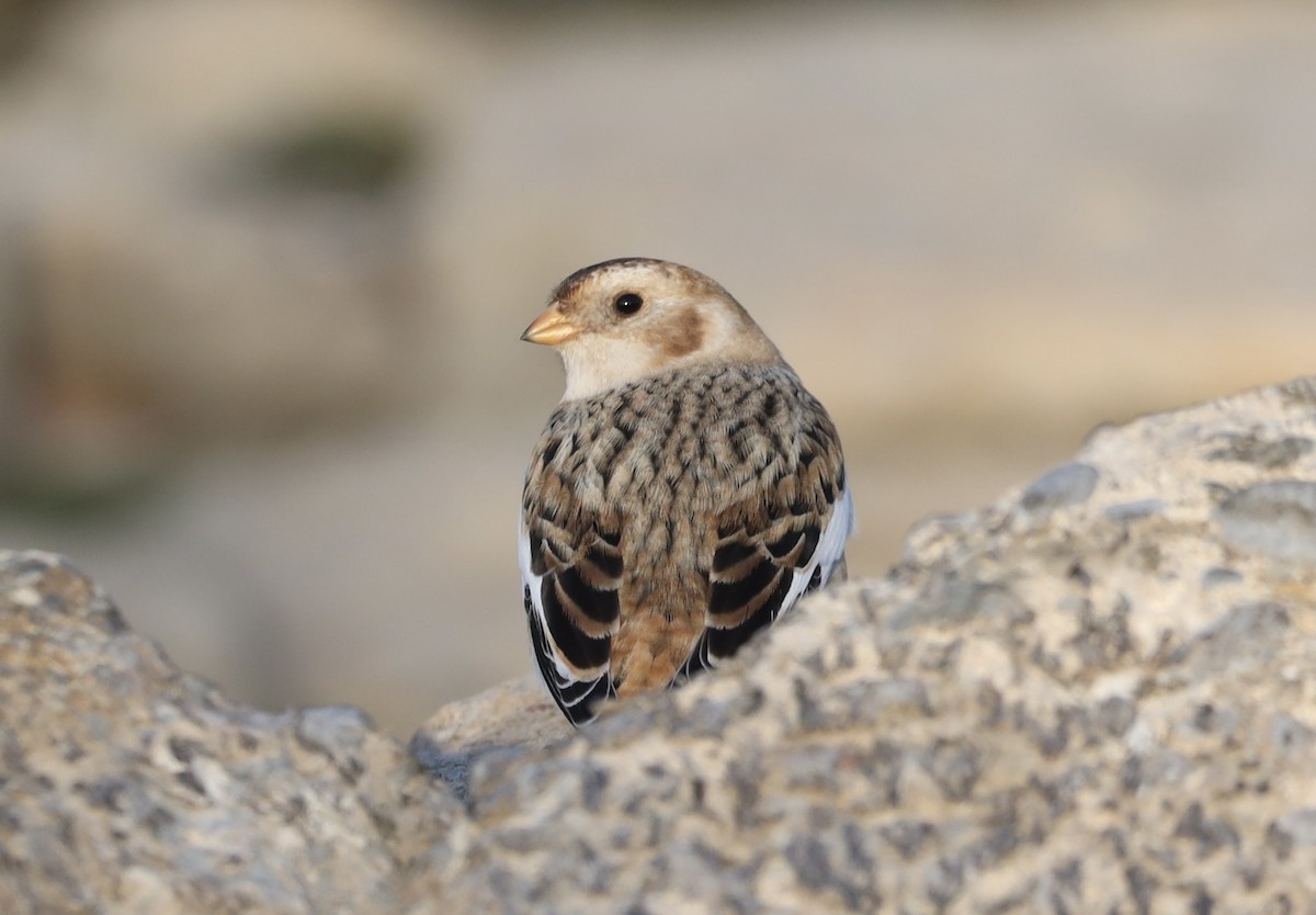 Snow Bunting - ML645677900