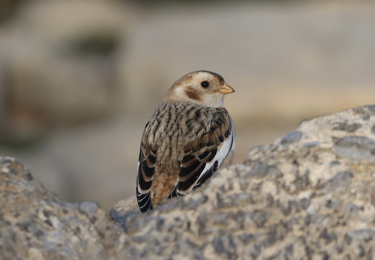 Snow Bunting - ML645677901