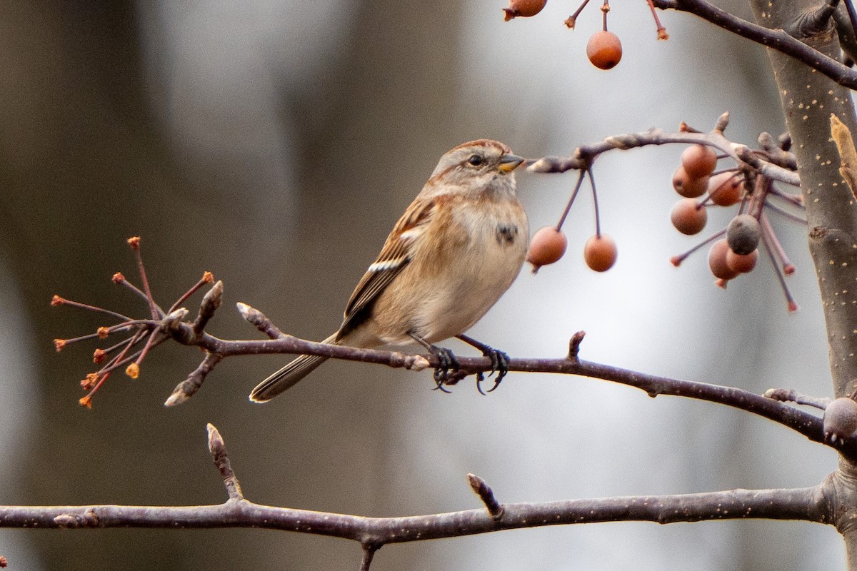 American Tree Sparrow - ML645677902