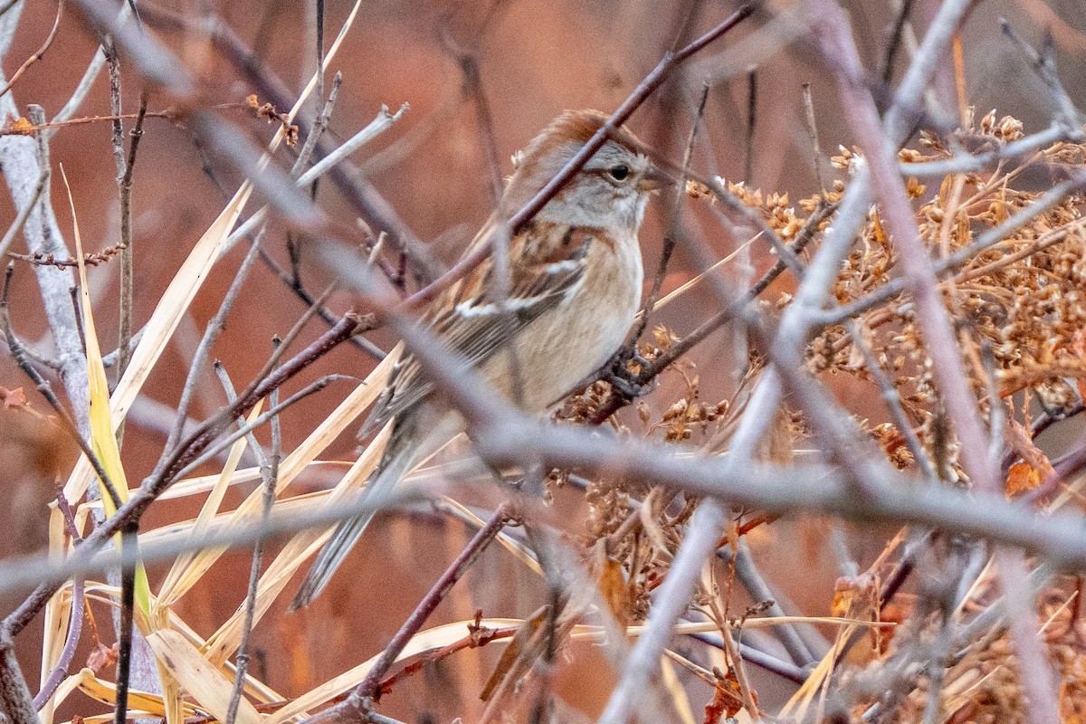 American Tree Sparrow - ML645677903