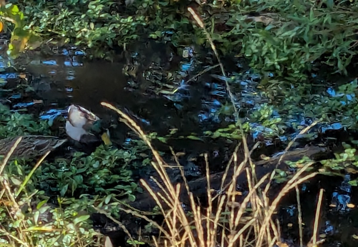 Mallard - ML645677904