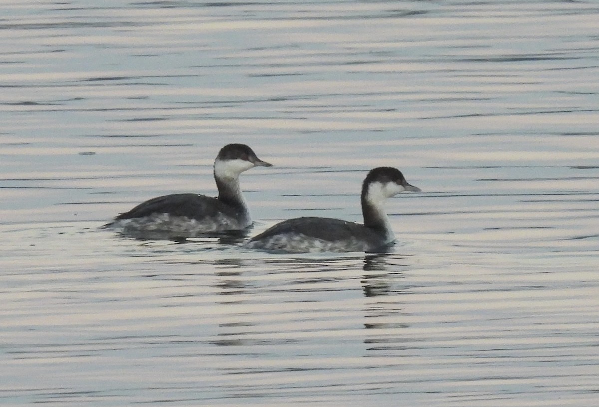 Horned Grebe - ML645677906