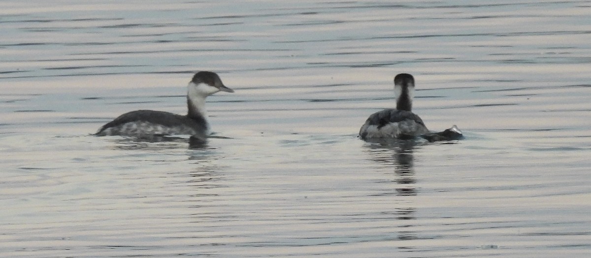 Horned Grebe - ML645677907
