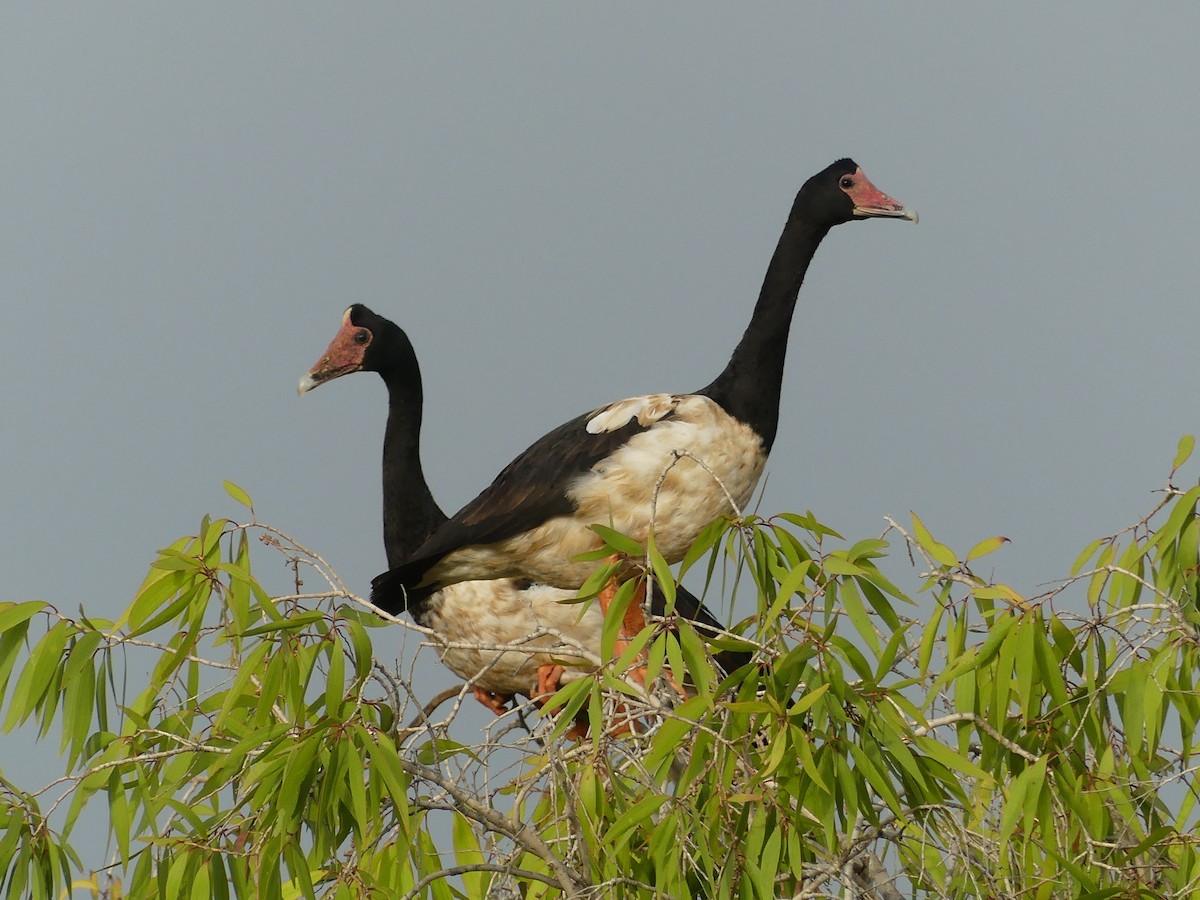 Magpie Goose - ML645677908