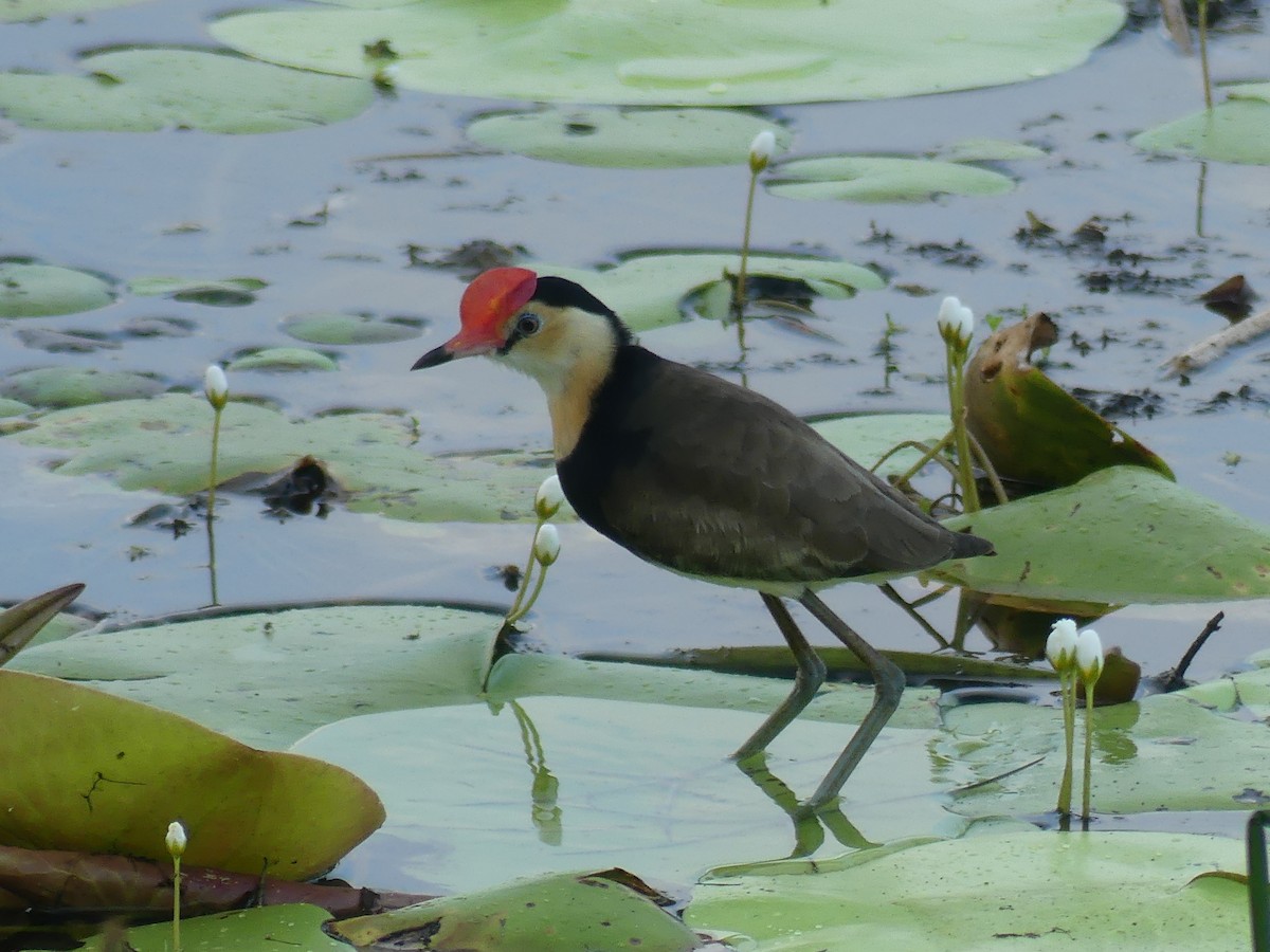 Comb-crested Jacana - ML645677912