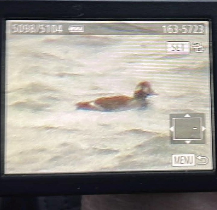 White-winged Scoter - ML645677915