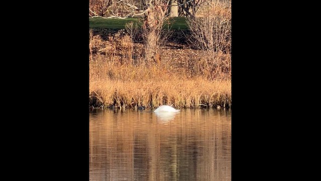 Mute Swan - ML645677916