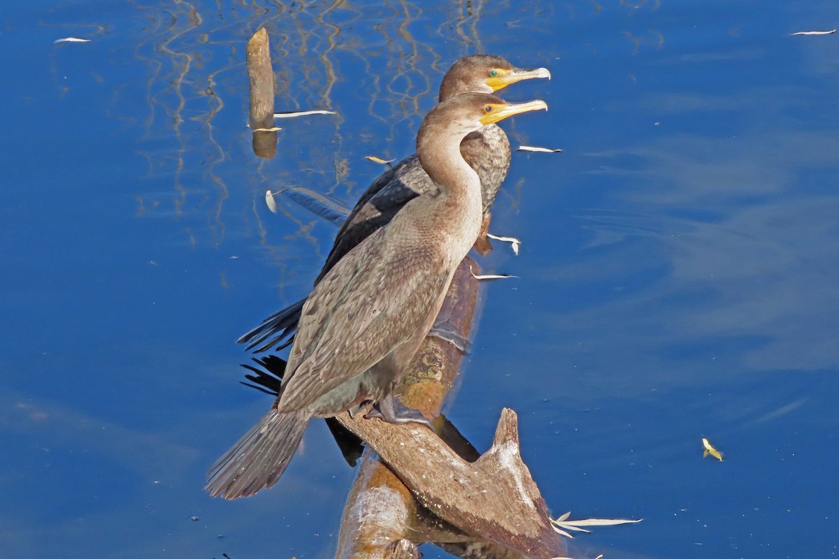 Double-crested Cormorant - ML645677919