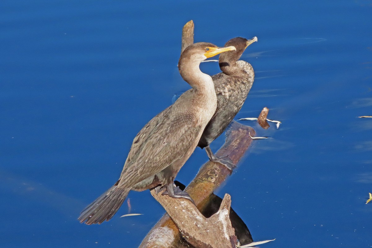 Double-crested Cormorant - ML645677922