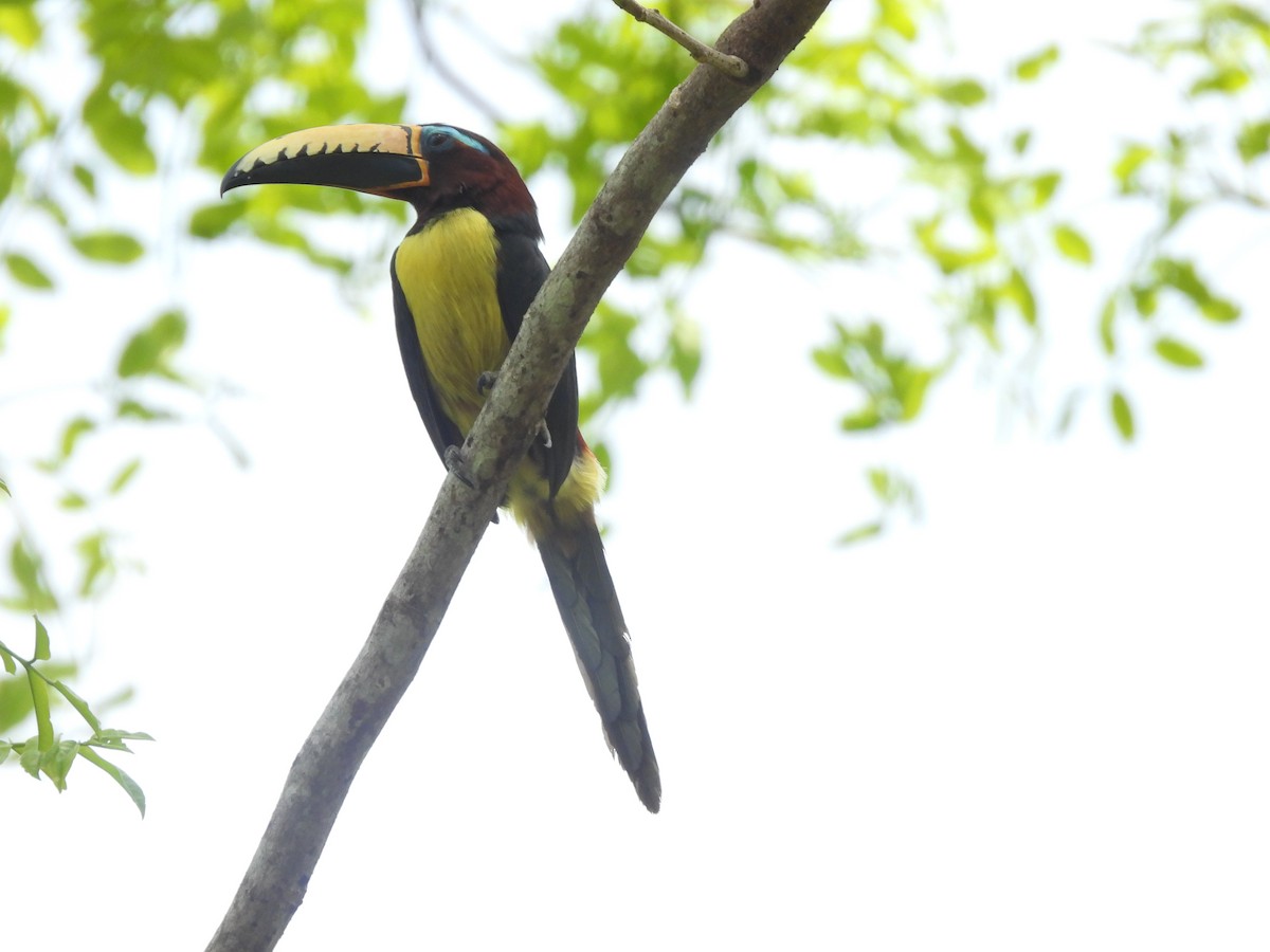 Lettered Aracari - ML645677923