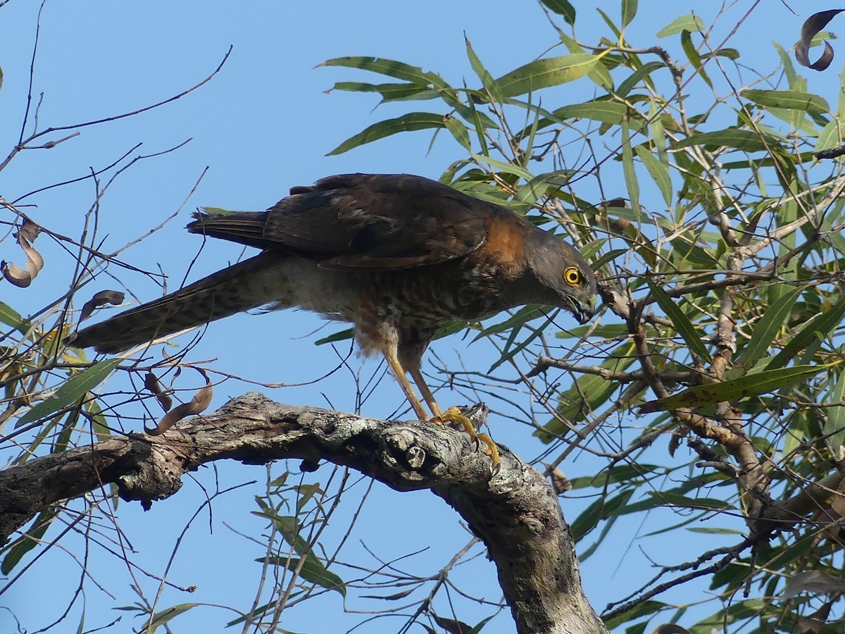 Collared Sparrowhawk - ML645677924