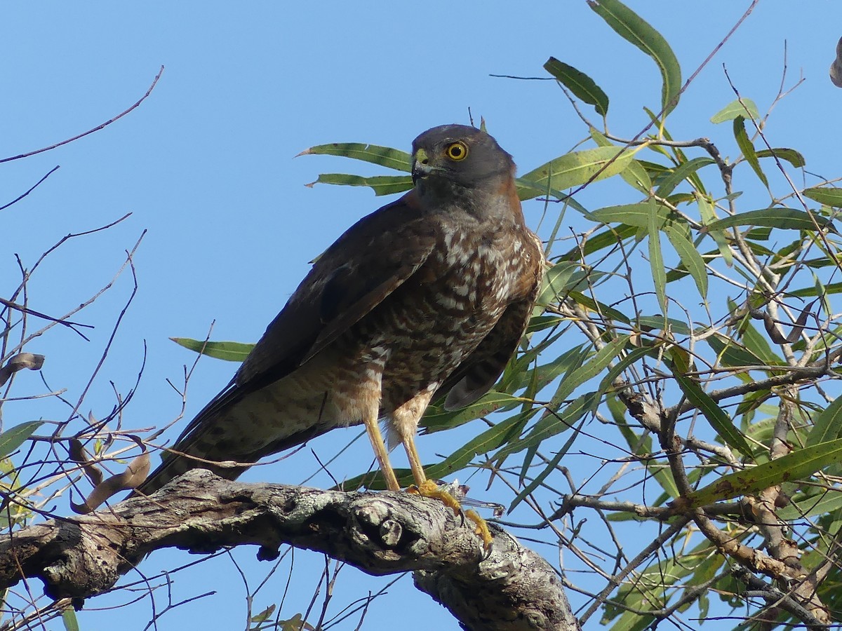 Collared Sparrowhawk - ML645677925