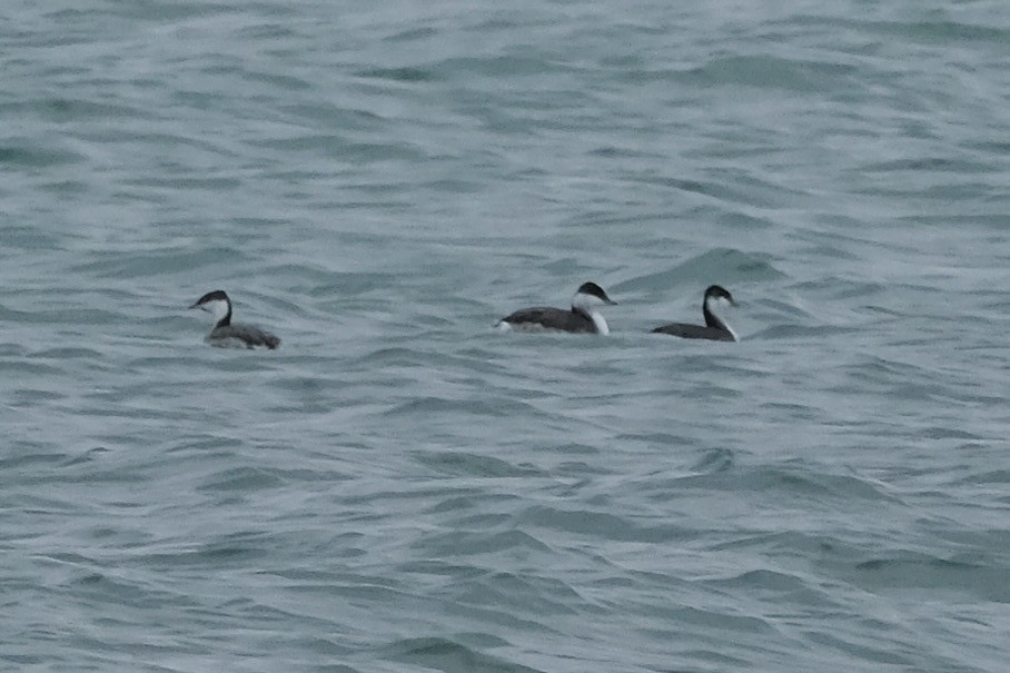 Horned Grebe - ML645677927
